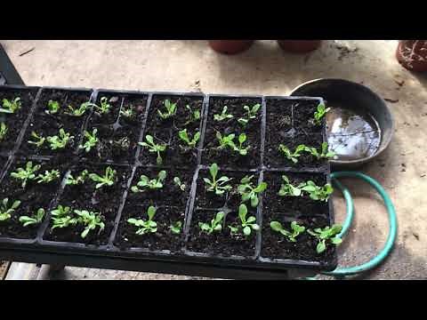 Punch & Grow Transplanter
