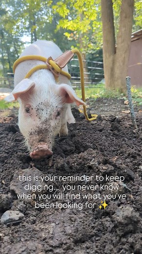 2.7K views · 170 reactions | Tapioca is growing & thriving y'all!...