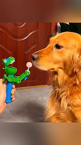 462K views · 10K reactions | Dog’s chasing tails, cat’s chasing dreams!  #GoofyPets #FunnyAnimals #SillyCritters #FurryShenanigans #PetLaughs | Denzel Chama Sadakah | Facebook