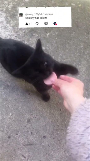 Can kitty have salami? #cat #salami