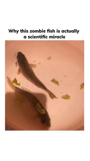 Lunatheum on Instagram: "The so-called “zombie fish” isn’t undead, but it behaves in ways that seem impossible. Certain fish species can survive extreme conditions that would kill most animals. Some can live without oxygen for long periods, slow their metabolism to near zero, or even survive being frozen solid in icy waters. When conditions improve, they “come back to life,” swimming as if nothing happened. This ability is not magic; it’s biochemistry. Their cells produce special proteins and su