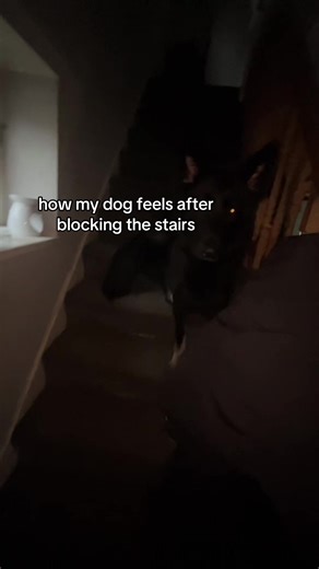 Dog Blocks Stairs: Hilarious Reaction and Moments
