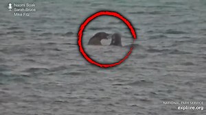 Bears' Fight to the Death Caught on Camera Ahead of Fat Bear Week in Alaska