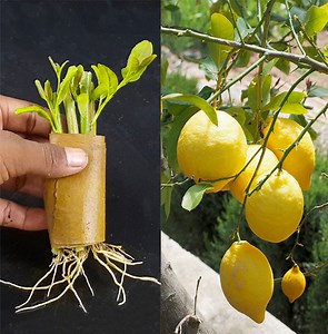49K views · 1.4K reactions | How to propagate lemon tree from cuttings with Envelope paper || With 100% success | Rana Craft | Facebook