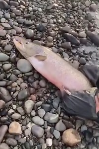 Its worth another show. The salmon caught a couple of years ago by Nils Magnar Gaup in Alta River in Norway! This was caught legal. Its a healthy stock of fish in the river and please no shaming in the comments. What a perfect fish! #Norway #purefishing #salmonriver #angler #fishon #salmon #angling #salmonfishing #pesca #fisk #Finnmark #salmonfly #fluefiske #flyfishing #flyfishingnation #fishinglife #fishingtrip #fish #laksa #saumon #lachs #hardy | Fiske i Nord-Norge
