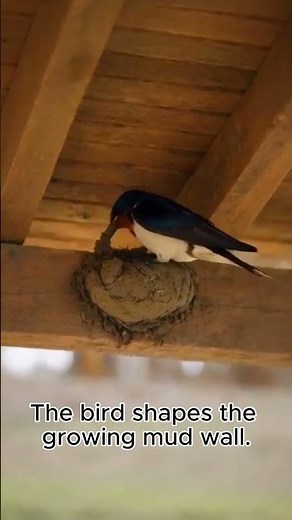 Barn Swallow Builds First Nest Wall 🪺 | Swallow Nesting Journey EP3