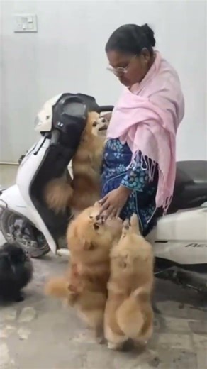 ziddi 🤣#liek #support #petlover #viral#tranding ❤️🙏🙏🙏🙏🙏🙏🙏