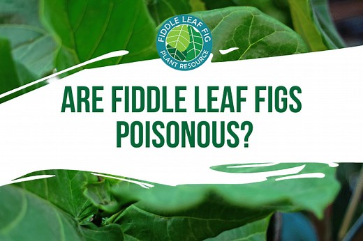 Are Fiddle Leaf Figs Poisonous to Dogs, Cats, and Children?