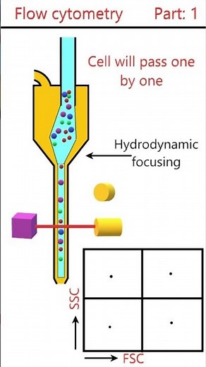 Flow Cytometry Principle: Part 1 #animation