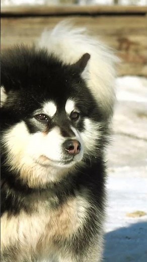 Most Beautiful Husky Dogs Ever 🐺❄️ | Stunning Husky Compilation (4K)