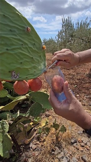 Μάζεμα φραγκόσυκων με πατέντα για να αποφύγουμε τα αγκάθια - Prickly pear harvesting (smart method)