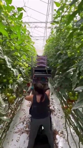 Hydroponic tomato harvest #farming #shorts