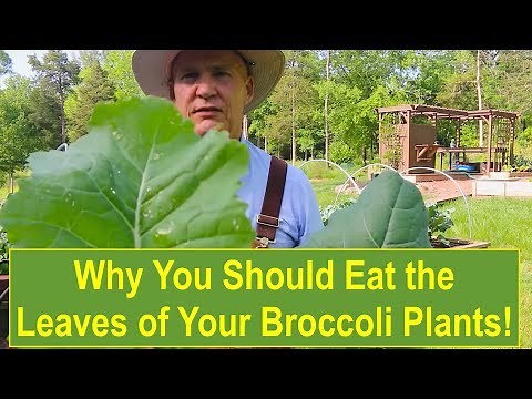 Why You Should Eat the Leaves of Your Broccoli Plants