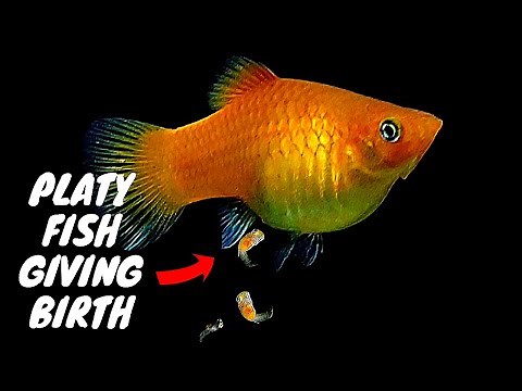 Golden #Platy Fish #Giving Birth to 93 Babies, Platy Fish #Breeding, Mango Platy Fish