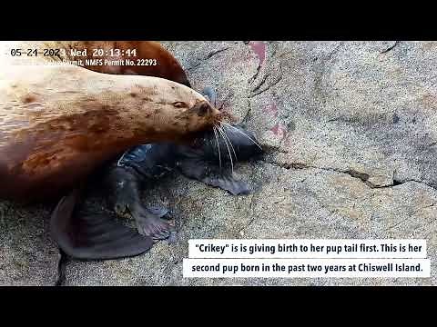 Wild Steller sea lions giving birth: Chiswell Island Research 2023