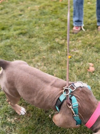 30 reactions · 6 comments | Animal Farm Foundation on Reels | Facebook