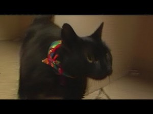 Pet Corner: Squiddley