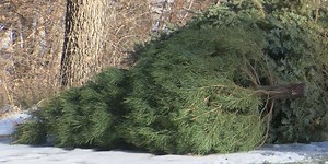Where to recycle your Christmas tree across the stateline