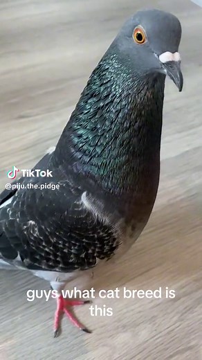 bro thought he could hide🙏🙏@naturalistic_heritage #dontletthisflop #pigeon #pigeons #pigeonlovers #bird #funny #birds #birdsoftiktok #Piju #love #games #kids #meme #memes #dance #animals #animalsoftiktok #pet #rescue #petsoftiktok #cute #rescuepigeon