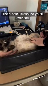 15K views · 169 reactions | Throwback to the cutest ultrasound ever. Eleven had just been rescued and I swear she seemed so content. #ultrasound #cute #love #kitten #foryou #fypシ #foryouシ | Itty Bitty Kitty Committee Cat Rescue | Facebook