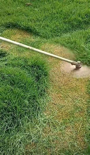 Grass trimming #lawncare #satisfying #weedwacker #lawncareservices