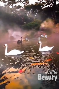 😍Beautiful swans & peaceful scenery!😍 | Little Beauty