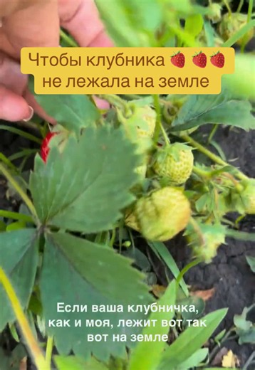 Как сохранить клубнику от гниения и вредителей