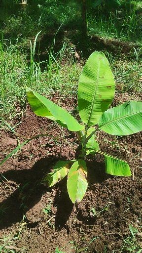 How to Plant Banana Seedlings for Maximum Growth : 1. Prepare a planting hole measuring 50 × 50 × 50 cm and fill it with compost made from surrounding leaves. 2. Choose healthy banana seedlings. 3. Maintain a planting distance of 2.5–3 meters. . . . #Farming #Agriculture #FarmLife #FarmersLife #SustainableFarming #OrganicFarming #ModernFarming #SmallFarm #FamilyFarm #AgLife #banana | Belajar Bareng