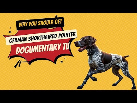 OWNING a German Shorthaired Pointer Will CHANGE Your Life!