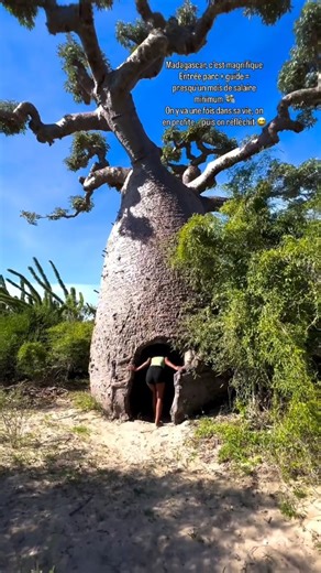 su.ca_ | ‎👉adansonia digitata👈 📷:@rever_mada 👈😍😍😍 #Ağaç #گیاه #درخت #Tree #Árvore Árbol Кактус растения Kaktüs Bitki カクタス 多肉 植物 Kaktus Pflanze...‎ | Instagram
