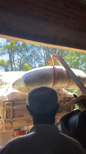 Affonso Lopes on Reels