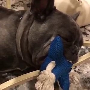 129K views · 2.6K reactions | French bulldogs just get it | Best Pets Ever | Facebook