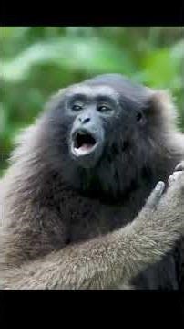 Relaxing Nature Sounds Featuring Rare Bird Calls and Wild Animals Vocalizations