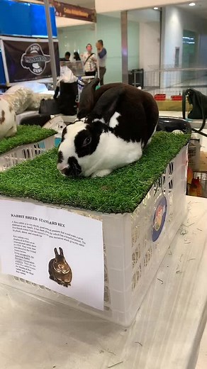 Rabbit Breed Show Compilation | Rabbitry Expo Highlights 🐰