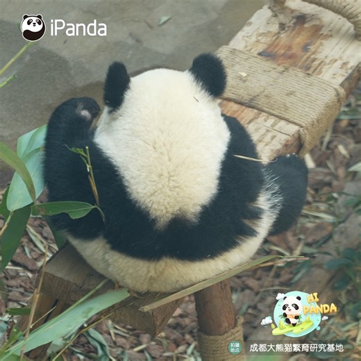 Isn’t it incredible? As a mammal, the panda can turn into an egg. #HiPanda #PandaTime #ChengduPandaBase For more panda information, please check out: https://en.ipanda.com | iPanda