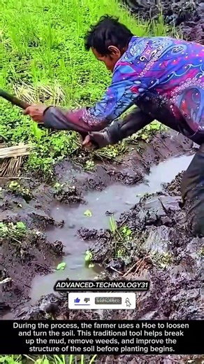 Traditional Rice Field Preparation Using a Hoe !! #innovation #tool #ideas