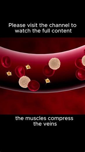 The Calf Muscle: Your Lower Body’s "Muscle Pump"