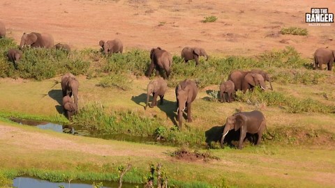 Elephant Herd Crosses River In A Majestic Display