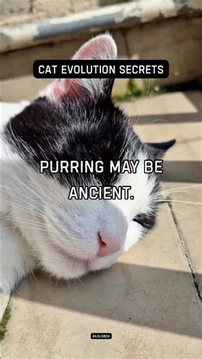 Purring may be ancient. It likely evolved for mother-kitten bonding.