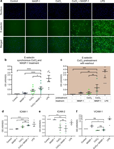 Detrimental interactions of hypoxia and complement MASP-1 in endothelial cells as a model for atherosclerosis-related diseases - Scientific Reports