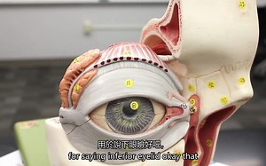 【熟肉】【中英双字】【眼外肌(ninja nerd)】Special Senses _ Extraocular Muscles _ Model