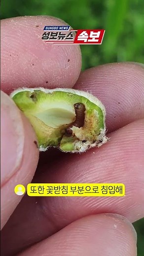 과일 속 #벌레퇴치방법 #애벌레 #복숭아순나방 #shorts #bug