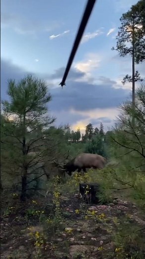 Best Archery Elk Hunting … Take the shot or wait for them to stop #shortsfeed #elkhunting #archery