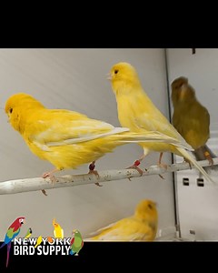 The Border Canary evolved from the 'common' canary, bred in the North of England and the Scottish Borders from the 1700s. Border Canaries are hardy birds with a well-rounded head and big, alert eyes. Many color variations are available in aviculture, including yellows and buffs, clears, ticked, variegated, greens, cnnamons, and whites and blues. $150/each https://www.newyorkbirdsupply.com/collections/canary/products/canary-border #birds #petbirds #salebird #birdsofinstagram #birds #birdlovers #N