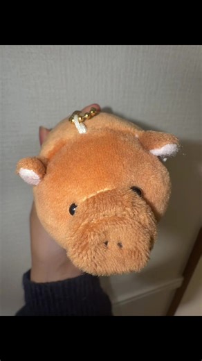 お気に入りのぬいぐるみで遊ぶカピバラ