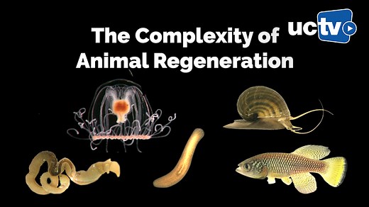 VIDEO: Dissecting the Biological Complexity of Animal Regeneration