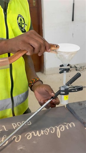 Milking a Spitting Cobra in Kenya 😳🐍 | Wild Kenya