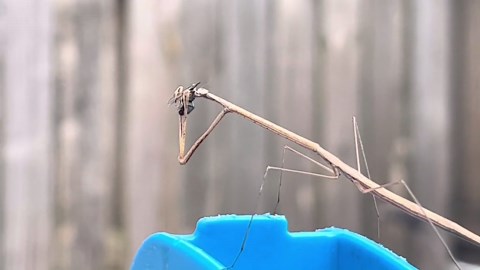Stick mantis eating a fly