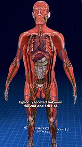 149K views · 1.2K reactions | Localisation et anatomie du cœur 變 . ....