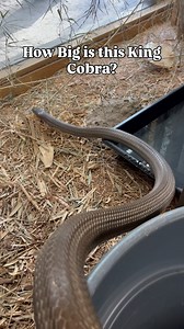 How big is this King Cobra (Ophiophagus bungarus) ? @wildfloridairboats #venomoussnakes #snake #snakes #kingcobra #cobra | Daniel Perez